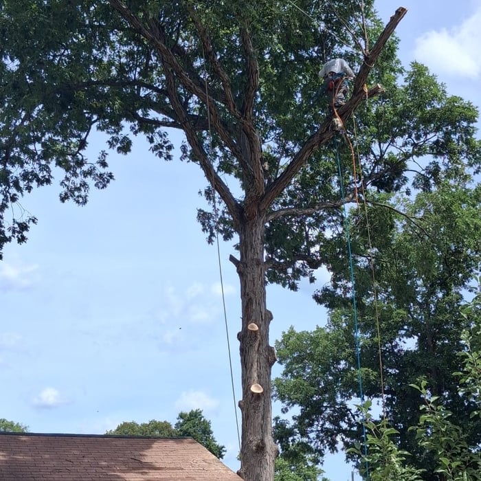 Remover tree