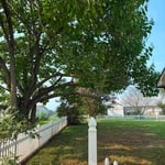 Tree trimming