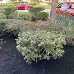 Mulch restoration