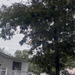 Tree removal