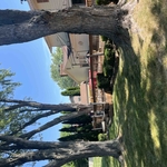 Tree removal