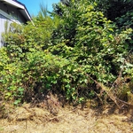 Back yard clearing