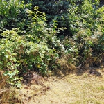 Back yard clearing