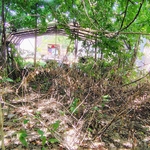 Back yard clearing