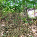 Back yard clearing