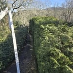 Tree services
