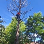 Dead Cottonwood removal