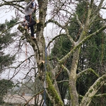 Tree pruning