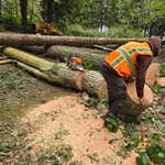Tree removal