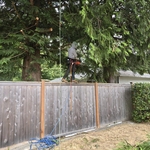 Tree removal