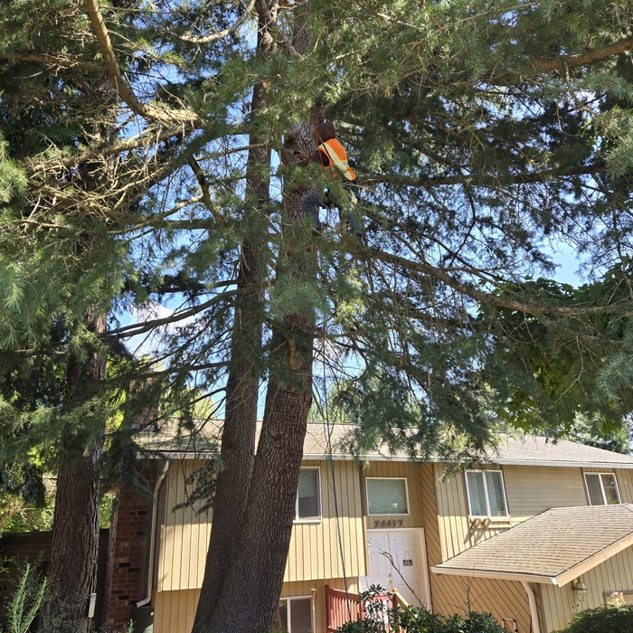 Tree trimming
