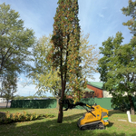Tree removal