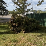 Tree removal