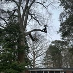 Basnight pruning