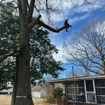 Basnight pruning