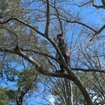 Basnight pruning