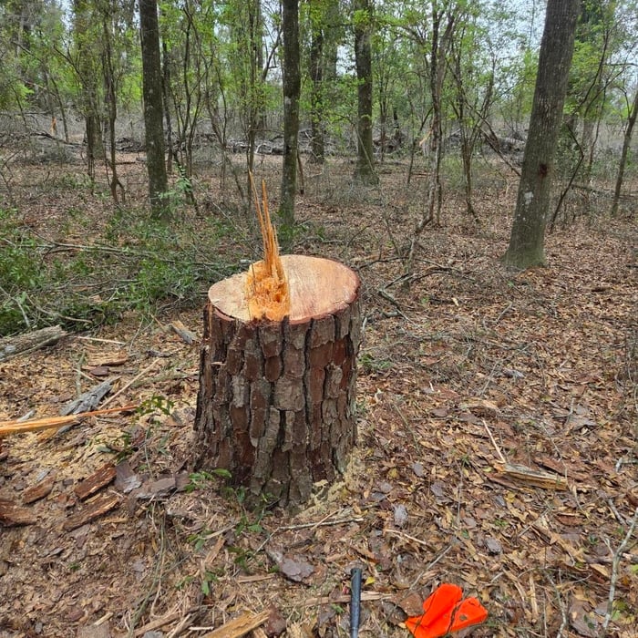 Young tree removal