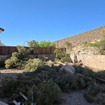 TREE REMOVAL