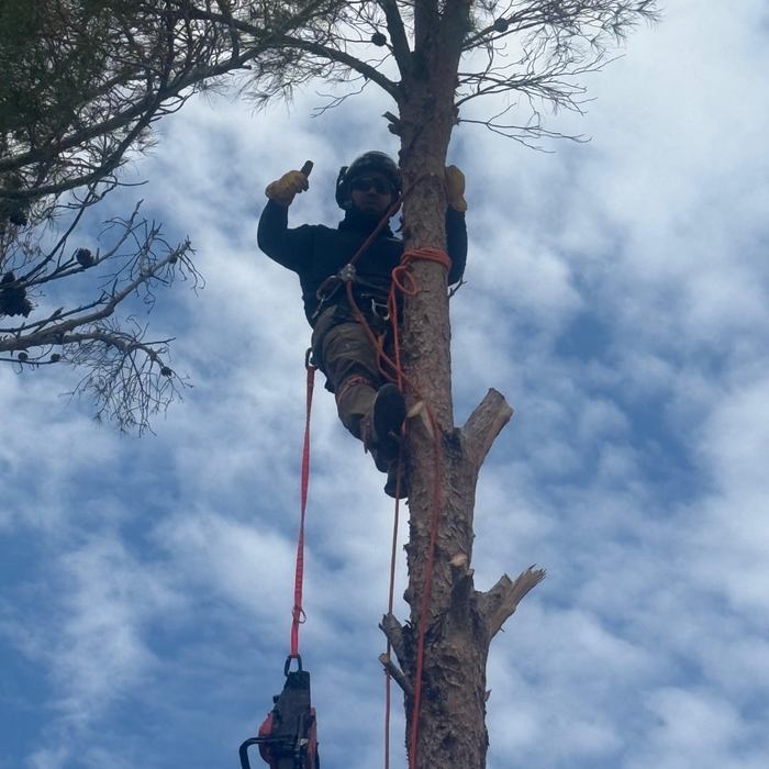CLIMBING A TREE