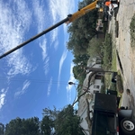 Tree removal