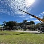 Tree removal
