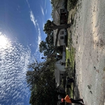 Tree removal