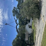 Tree removal