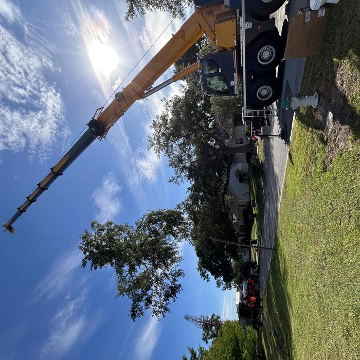 Tree removal
