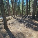 Yard cleanup