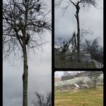 Tree removal