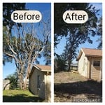 Tree removal