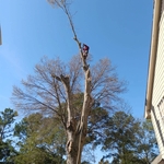 Tree removal