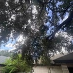Tree trimming