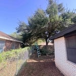 Tree trimming