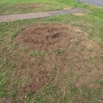Tree removal