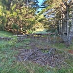 Tree service