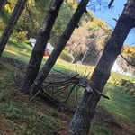 Tree service