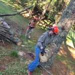 Tree service