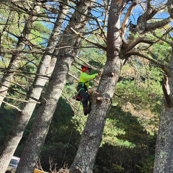 Tree service