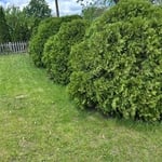 clearing of undergrowth