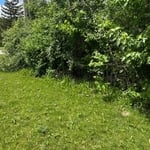 clearing of undergrowth