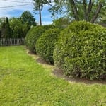 clearing of undergrowth