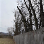A Tree Project