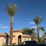 Date palm clean up/ trim