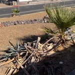 Plant removal