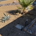 Plant removal
