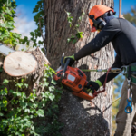 Tree removal