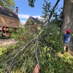 Tree removal