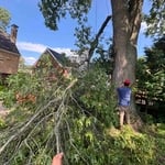 Tree removal