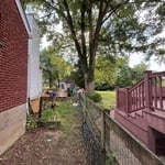 Tree removal